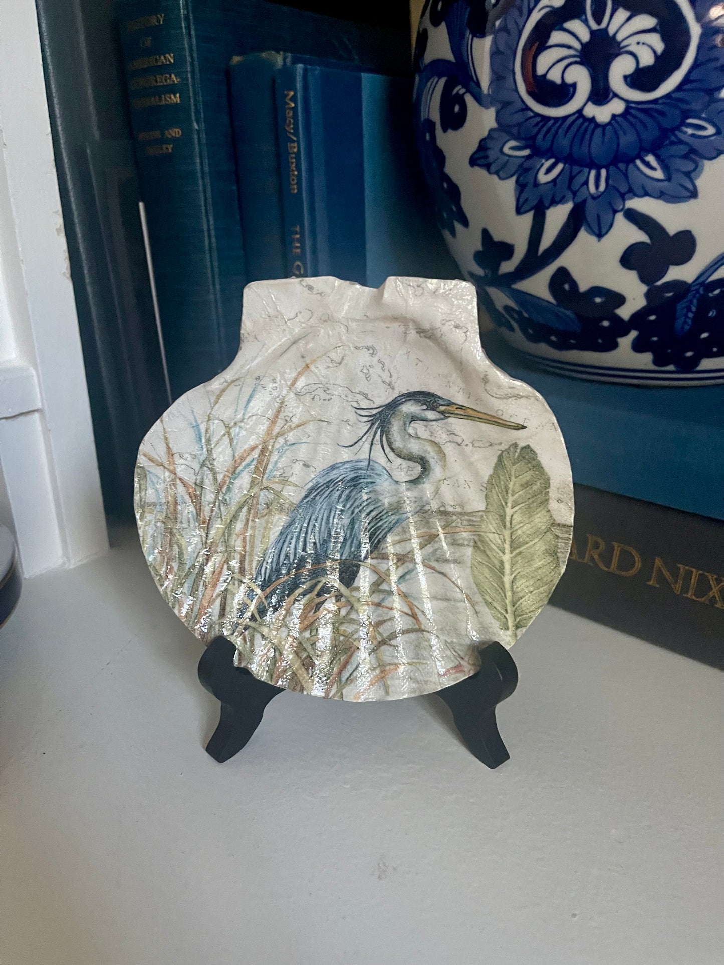 XL Scallop Shells Display with Stand